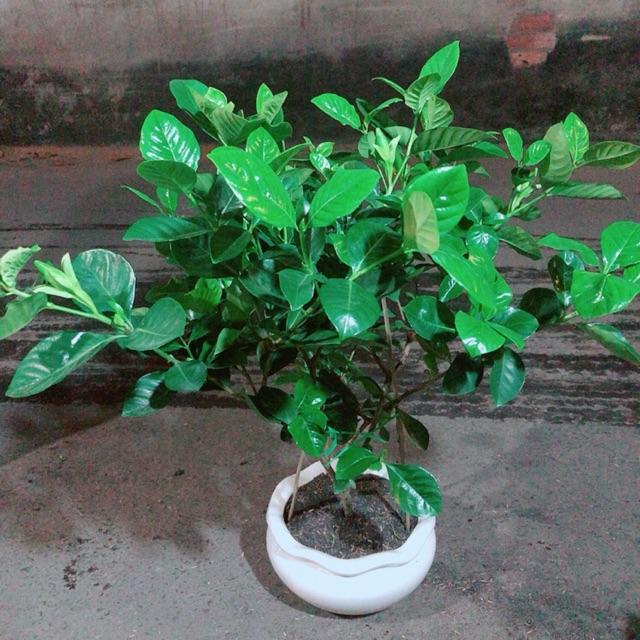 Chậu Cây Dành Dành
