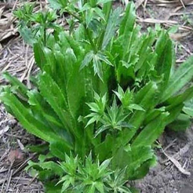 HẠT GIỐNG MÙI TÀU