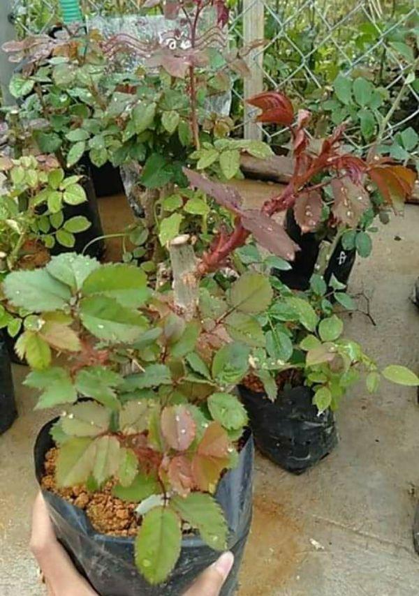 Gốc Hoa Hồng Già