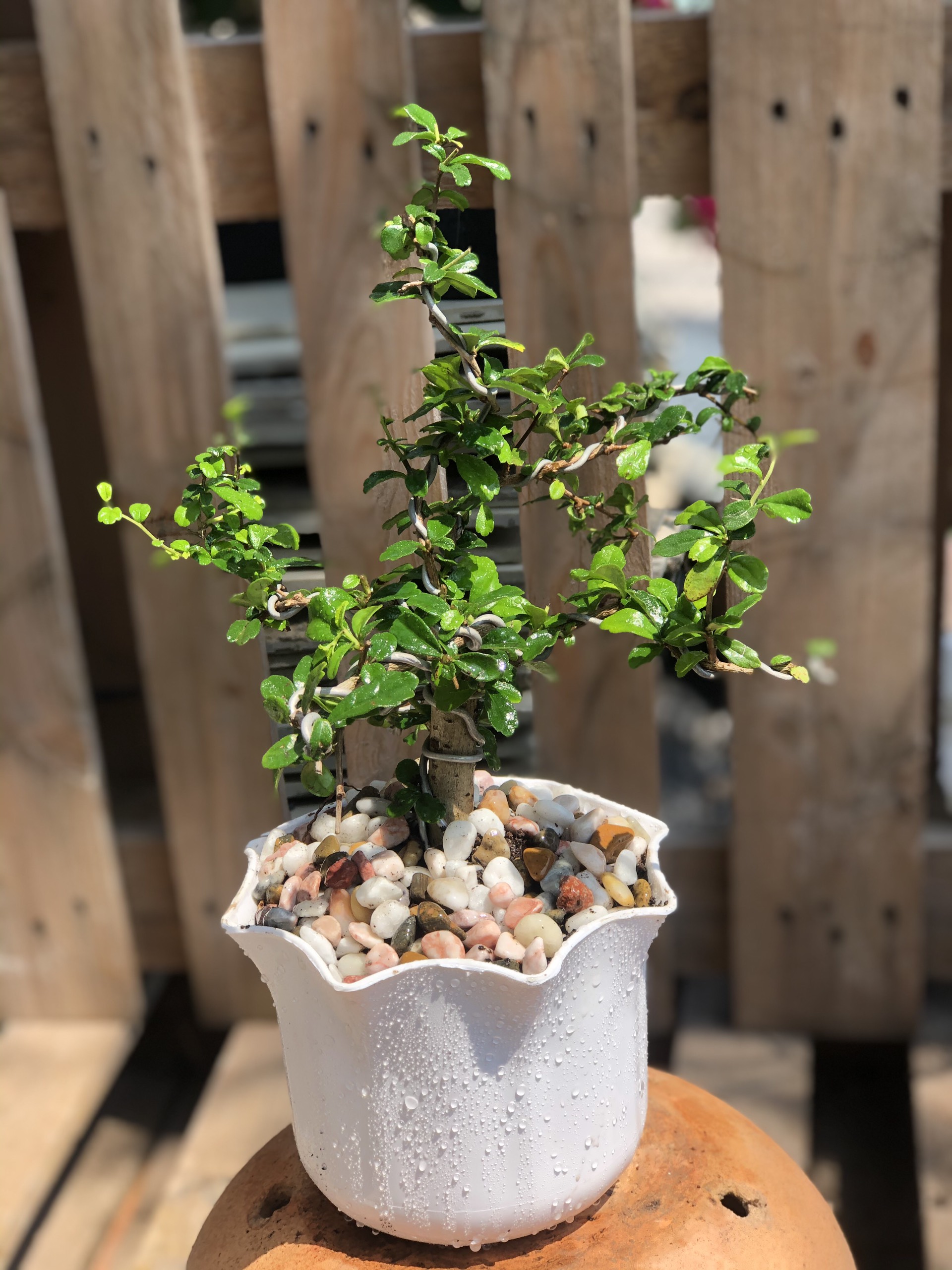 Chậu cây Kiến Tường bonsai