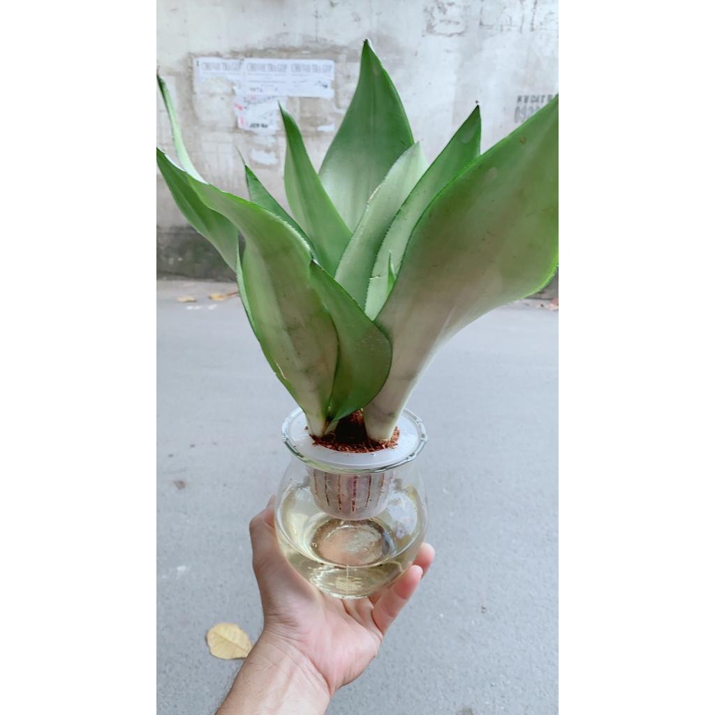Chậu Lưỡi Hổ Bạc Thuỷ Canh