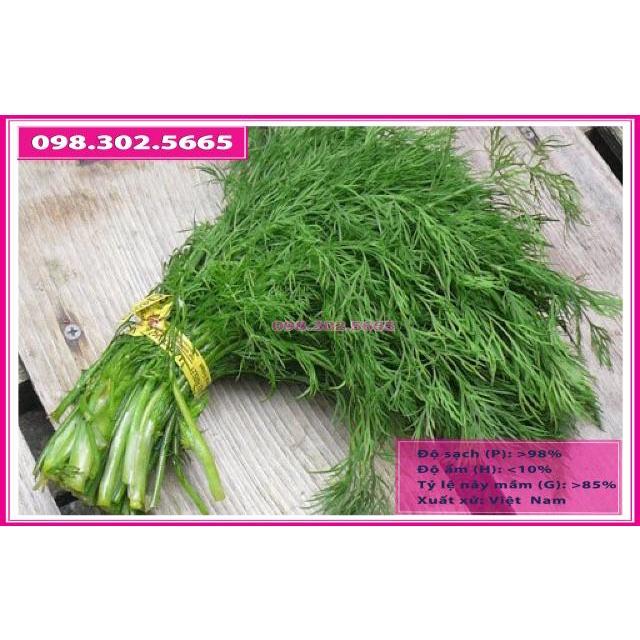 Hạt giống rau thì là thơm cao sản gói 20gr