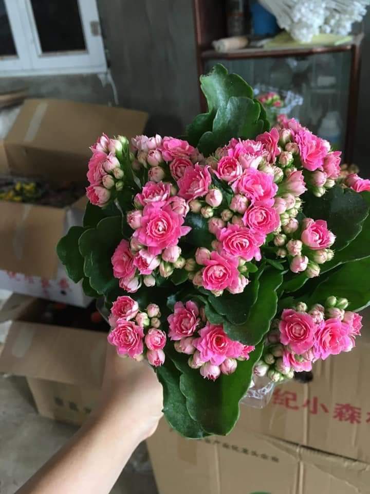 Cây hoa trường sinh hay cây hoa bỏng