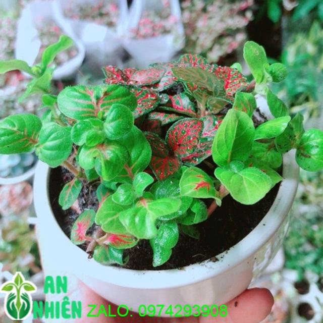 Chậu Cẩm Nhung