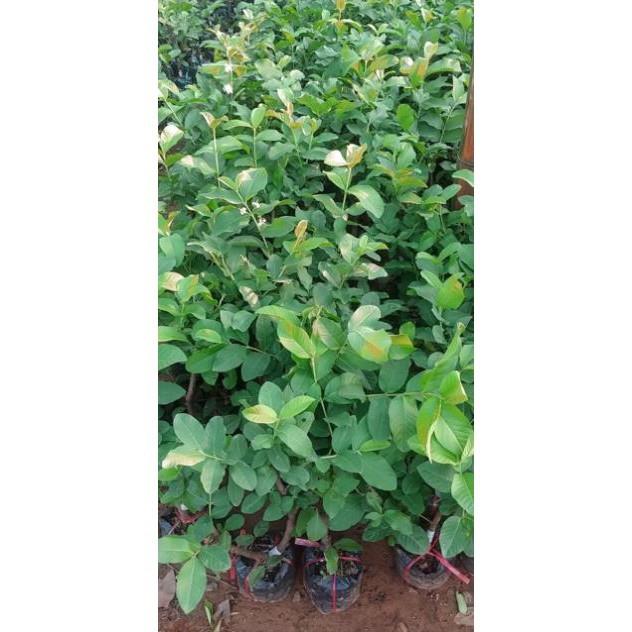 Cây Ổi Nữ Hoàng