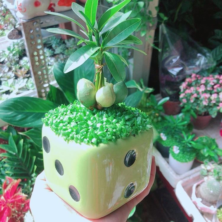 Chậu Cây May Mắn Tài Lộc