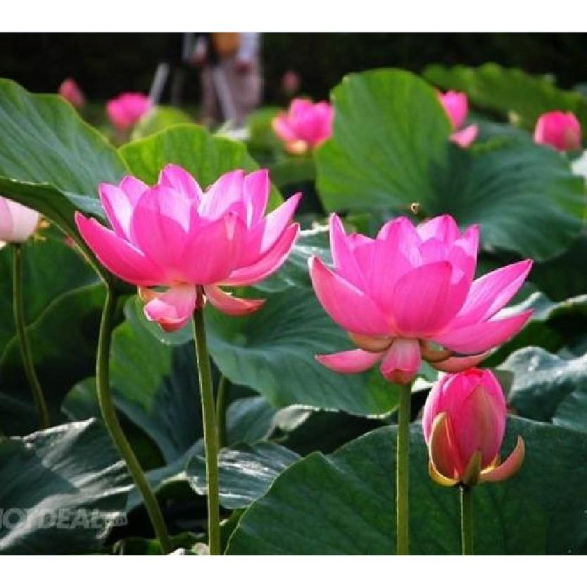 Hạt Giống Hoa Sen Ta 10 hạt/gói