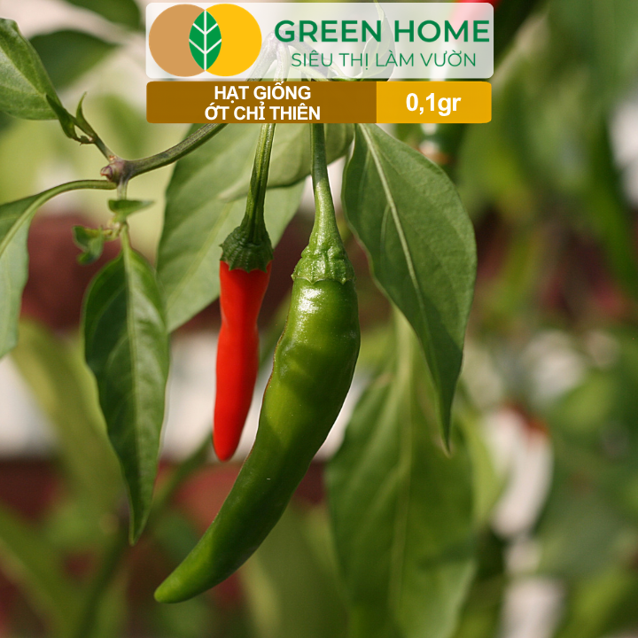 Hạt Giống Ớt Chỉ Thiên GreenHome, Gói 0,1g, Sai Trái, Dễ Trồng, Nảy Mầm Cao, Thu Hoạch G10