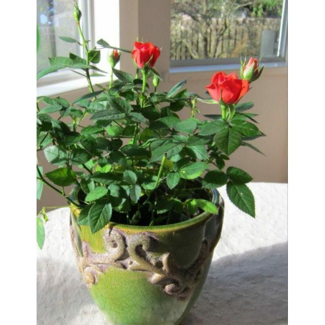 Hạt Giống Hoa Hồng Tỉ Muội - 20 hạt