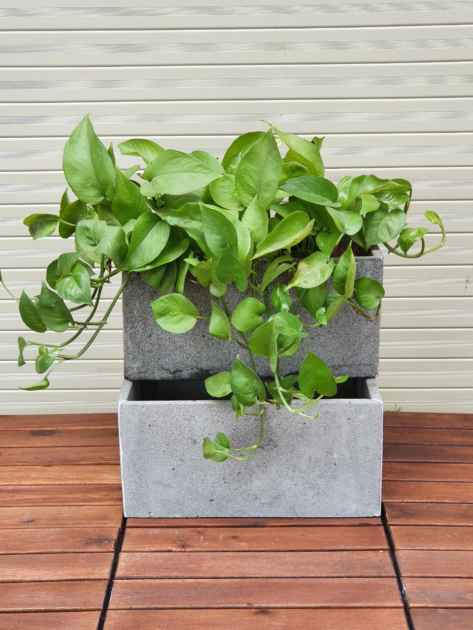 Chậu đá ong xám dài 30xR15xC15cm trồng cây ốp tường đá, chậu treo tường trồng cây cảnh đẹp