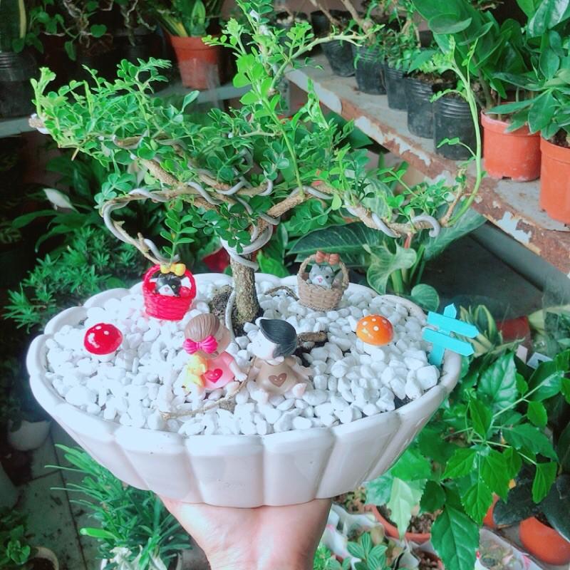 Chậu Cây Cần Thăng Bonsai