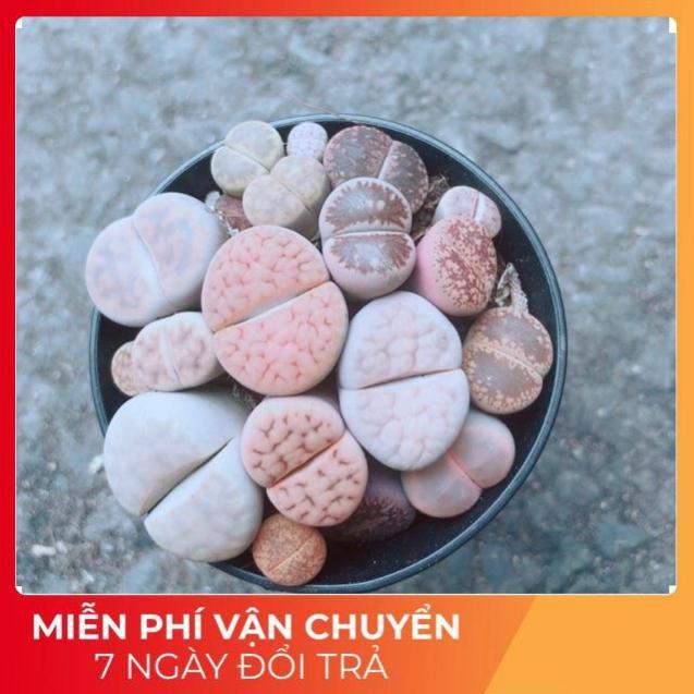 Chậu Cây Thạch Lan