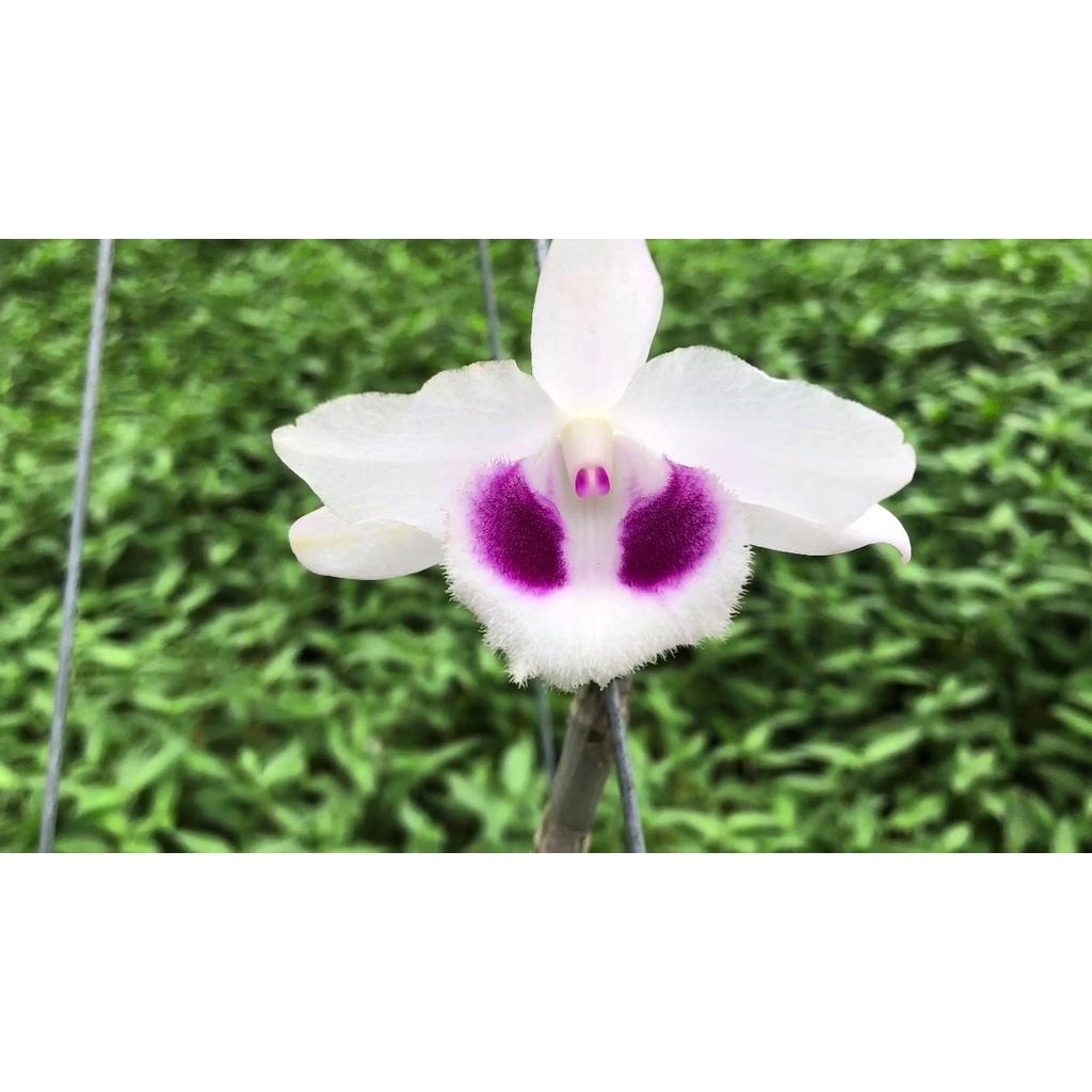 Cốc lan phi điệp đột biến 5 cánh trắng SƠN NỮ , hoa cực đẹp, cực hiếm, hàng gieo hạt, cây y hình