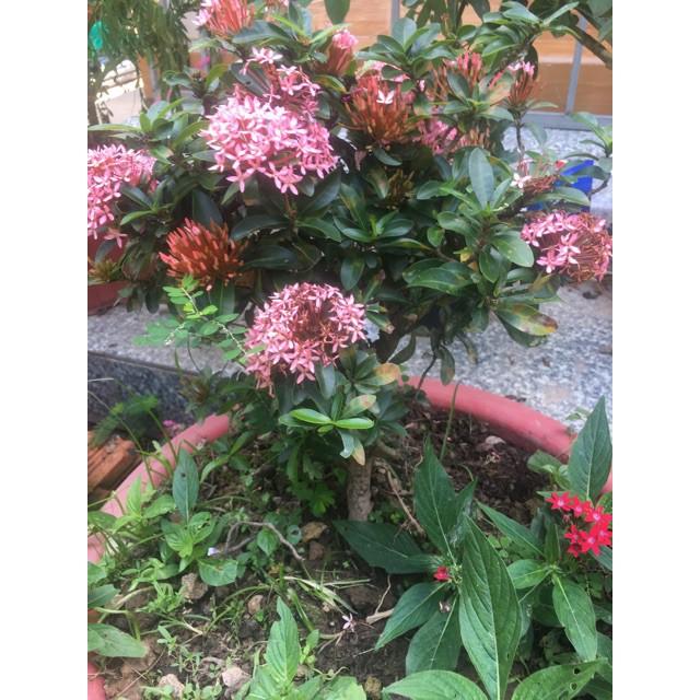 Hoa mẫu đơn Hồng phấn