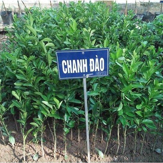 0Cây giống chanh đào chuẩn giống F1 3 tháng ra quả vỏ mỏng ruột hồng mùi thơm