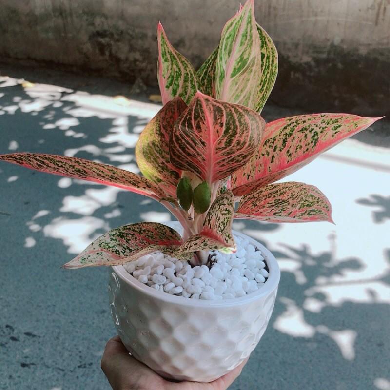 Chậu Cây Thịnh Vượng