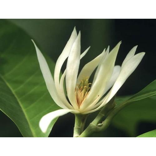 Cây hoa ngọc lan trắng, hoa rất thơm