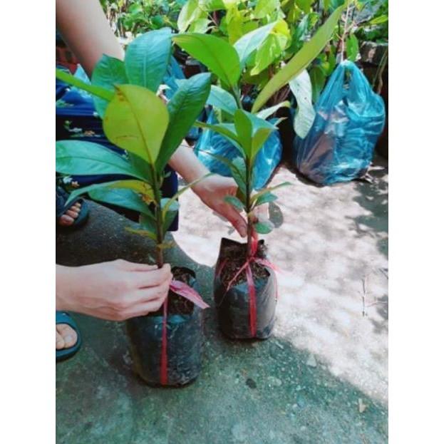 Sản phẩm CÂY GIỐNG MĂNG CỤT