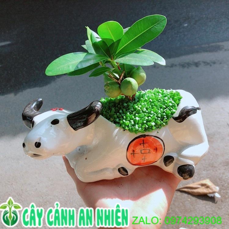 Chậu Cây Tài Lộc Trâu May Mắn