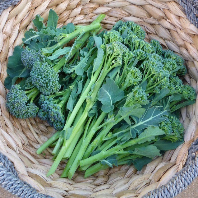 Hạt giống Giống bông cải BROCCOLI RAAB 602