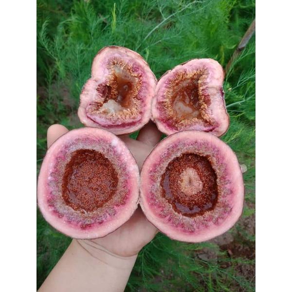 Giống Sung Vả Siêu Mật Cây Đẹp có bảo hành