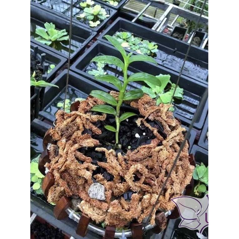 100g Rêu Sâu Chine loại 1, Rêu Nhập Khẩu, Chuyên dùng làm giá thể cho LAN, Dớn trồng lan
