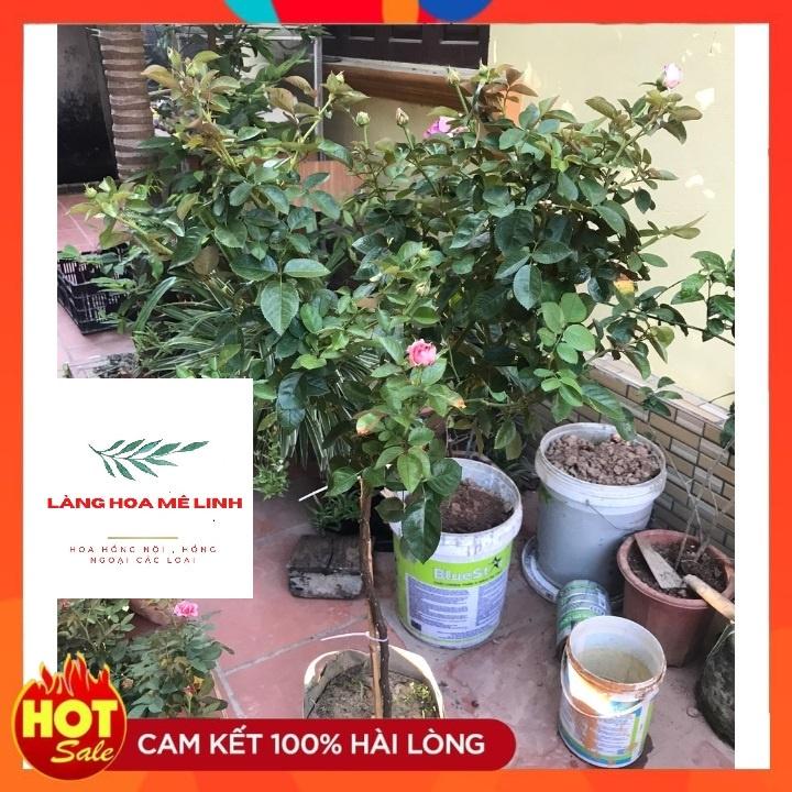 Hoa Hồng Lafont Pháp Thân Gỗ đáng tree - bông khủng, hương thơm cổ điển