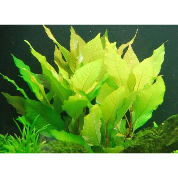 Cây Đại Liễu Lùn - 9 ngọn cây thủy sinh lá cạn