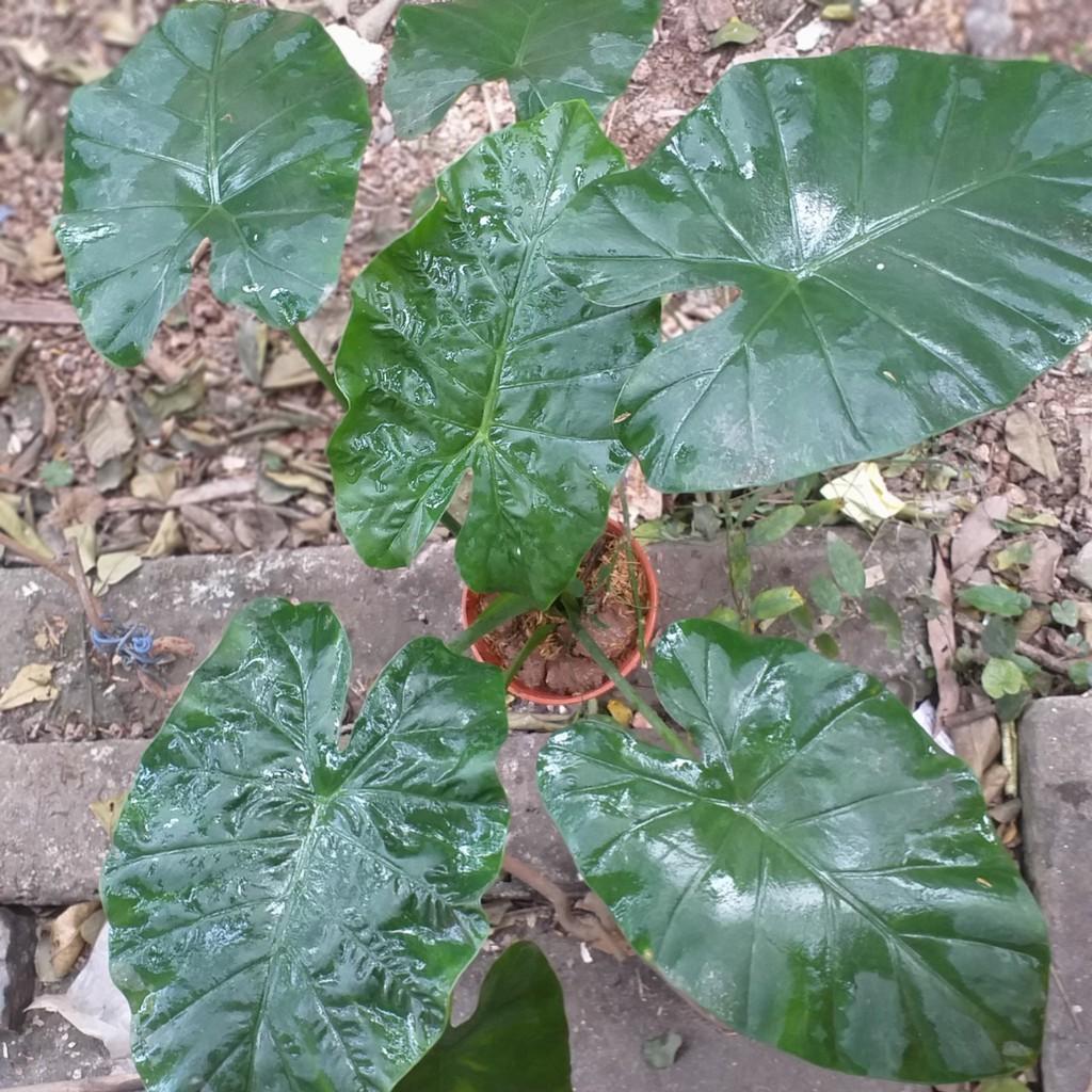 Cây Ráy Môn Cảnh Lá Siêu To 981SP 946sp