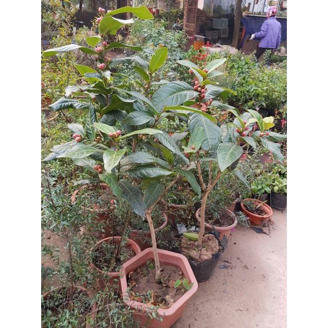 Cây giống hoa Hải Đường cây trong bầu đất tặng 2 cây chè xanh