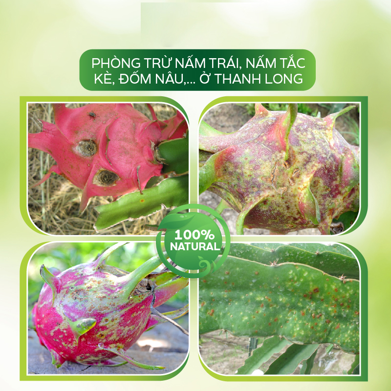 Thuốc Trị Nấm AT Chibozin 250ml Phòng Trừ Nấm Tắc Kè, Đốm Nâu Trên Thanh Long, Bao Trái Tăng Năng Suất