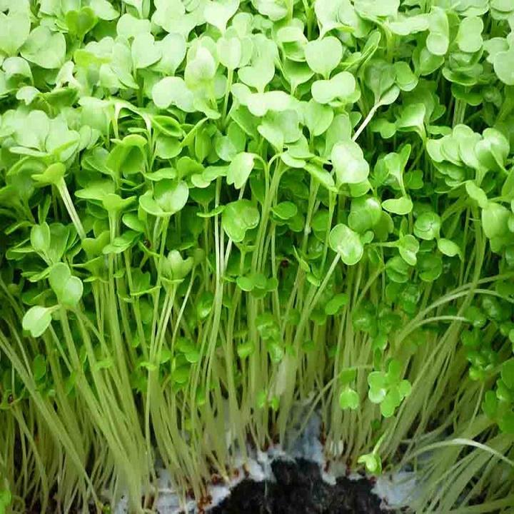 100gr Hạt Giống Rau Mầm Cải Ngọt