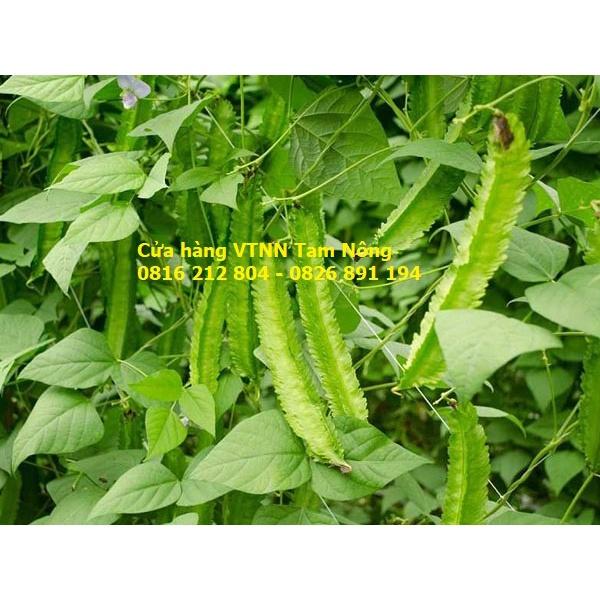 HẠT GIỐNG ĐẬU RỒNG - ĐẬU KHẾ _KL. 5 GRAM