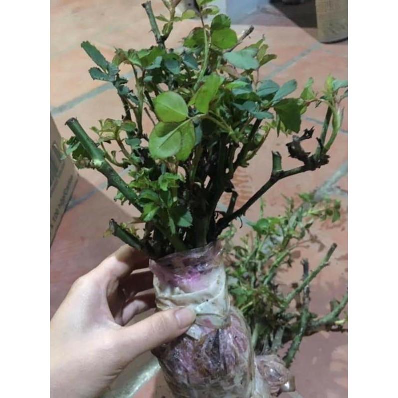 COMBO 3 Cây Hoa Hồng cổ