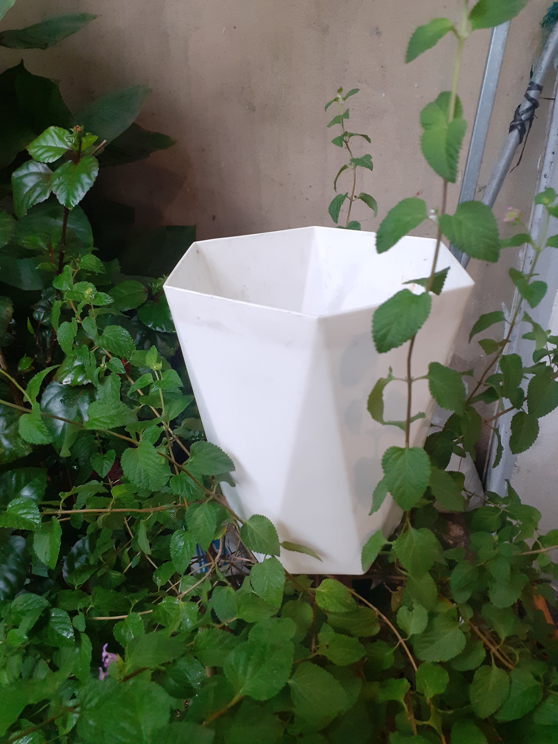 Chậu nhựa lục giác kim cương