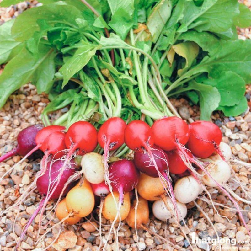 Hạt giống củ cải cherry nhiều màu 0.5gr