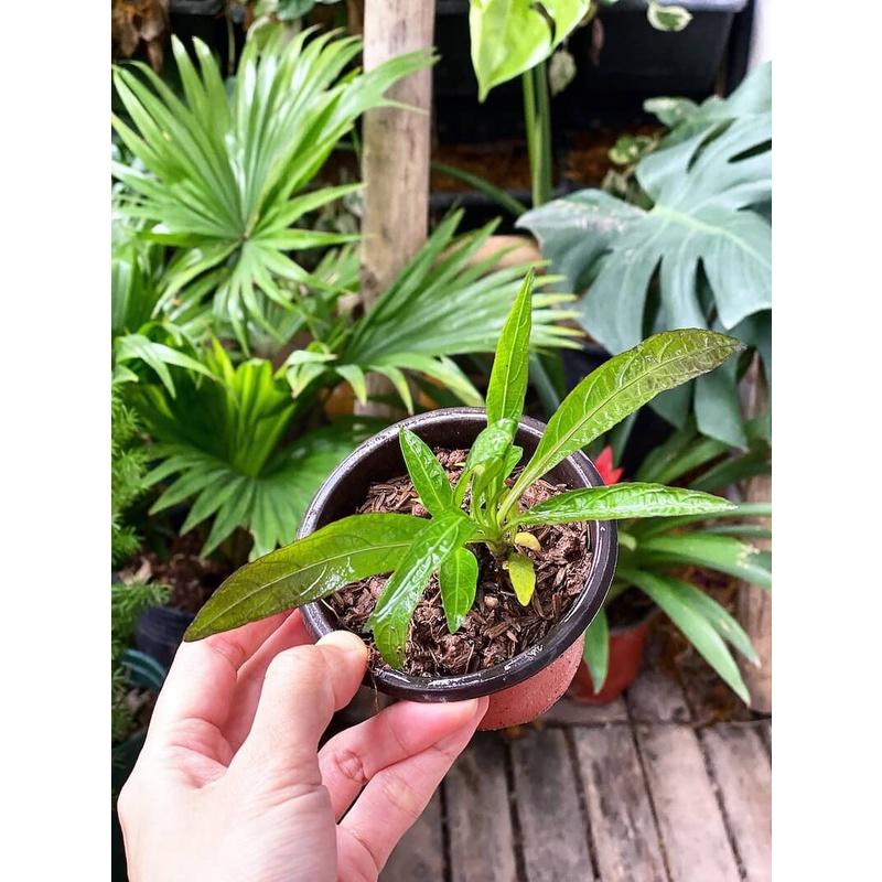 Cây Ruellia angustifolia Mexico Pink (Cỏ Cảnh Mexico) chậu nhựa 8cm