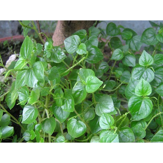 Rau càng cua - bầu cây giống