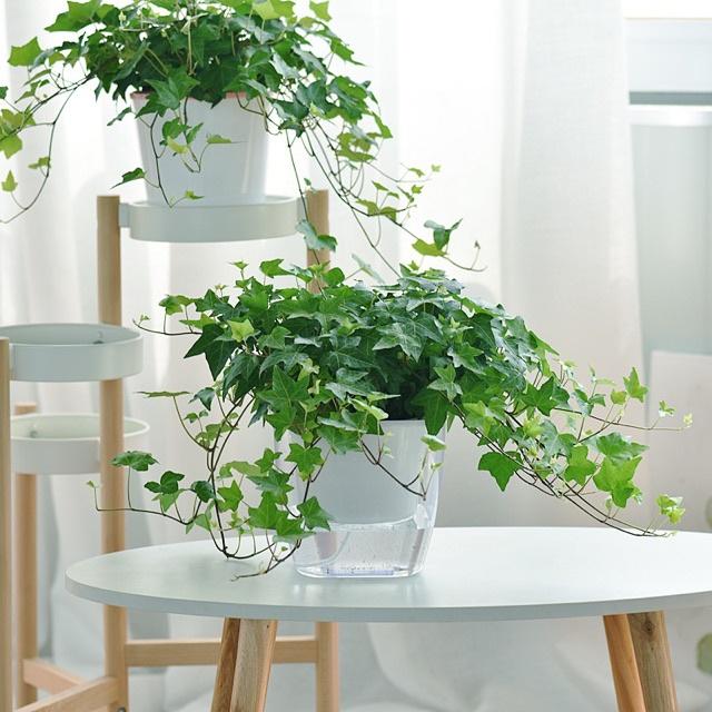 CÂY DÂY LEO THƯỜNG XUÂN - cây giống