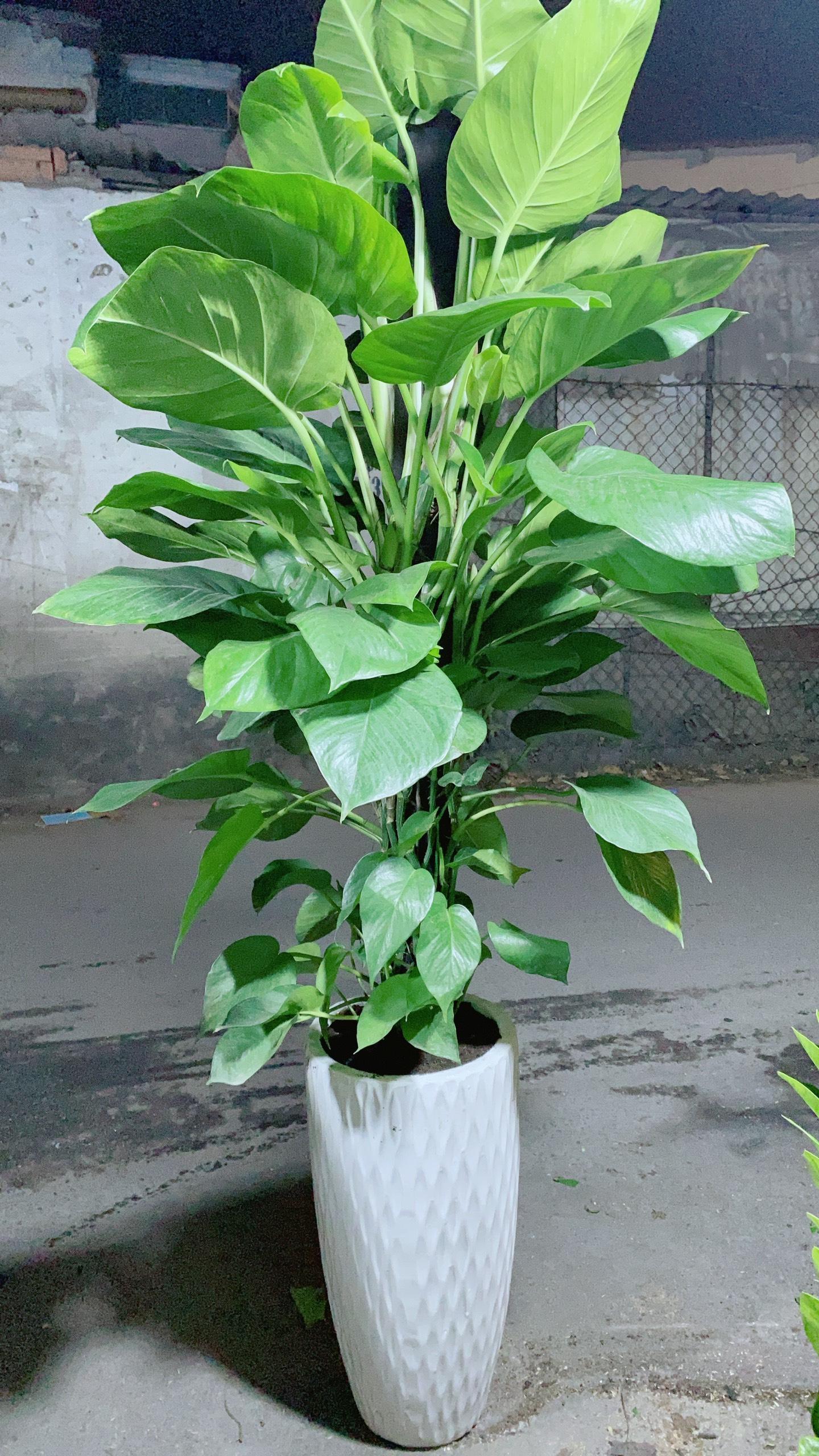 Chậu Trầu Bà Leo Size Đại