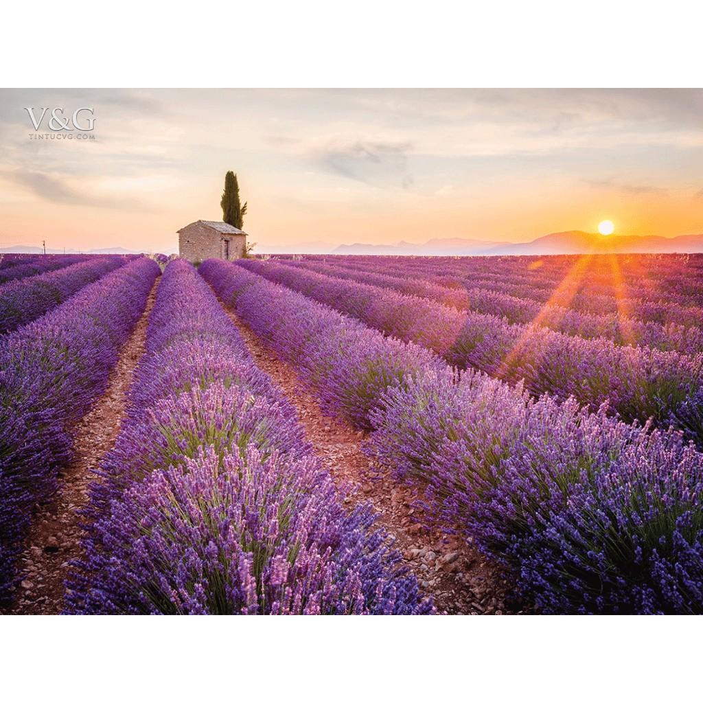 Hạt Giống Hoa Oải Hương (Hoa Lavender) (100H)