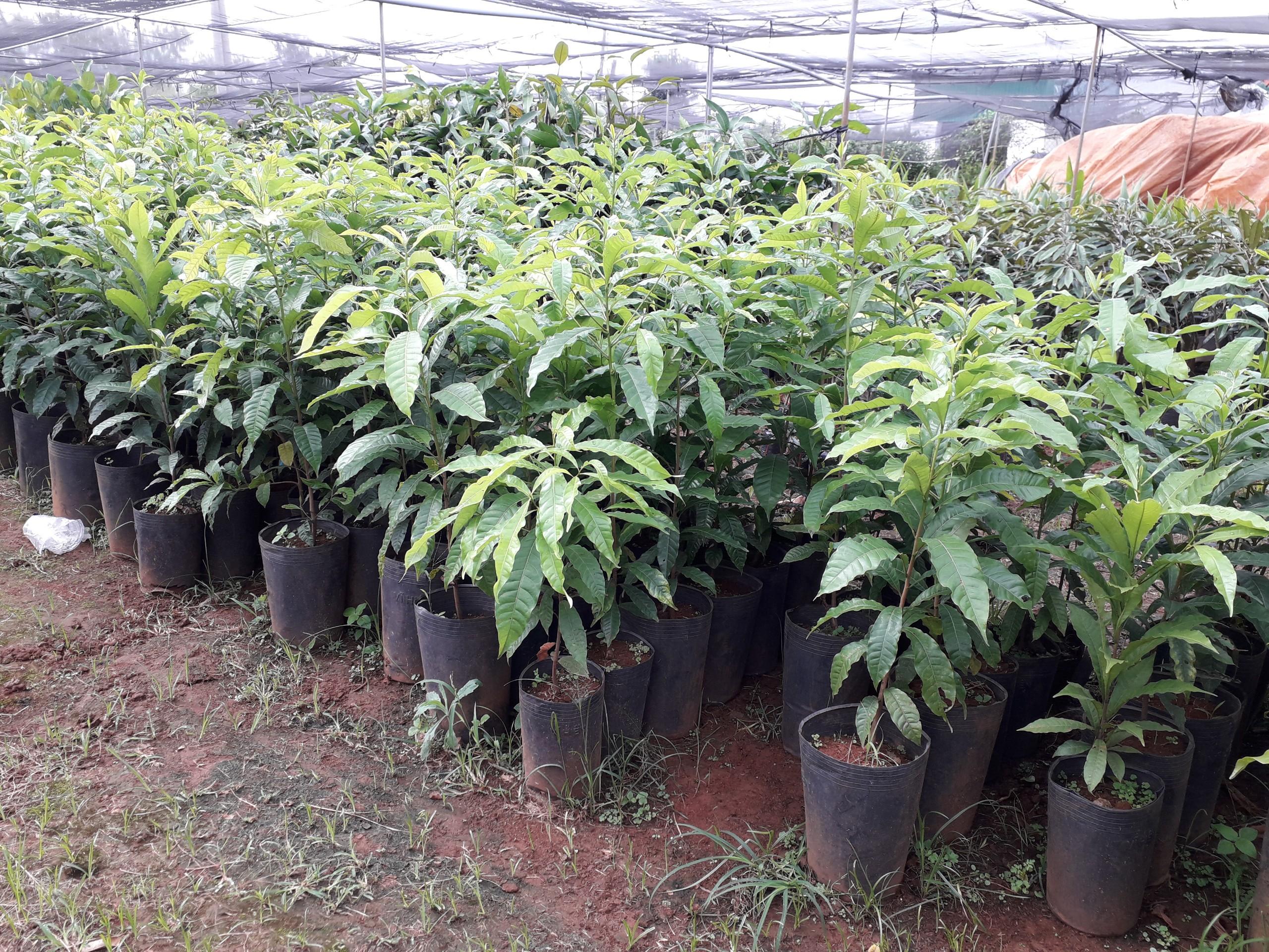 CÂY GIỐNG VÚ SỮA HOÀNG KIM trưởng thành bầu to khổng lồ .