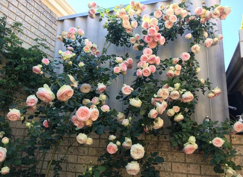 05 Gói Hạt Giống Hoa Hồng Leo Pháp Mix