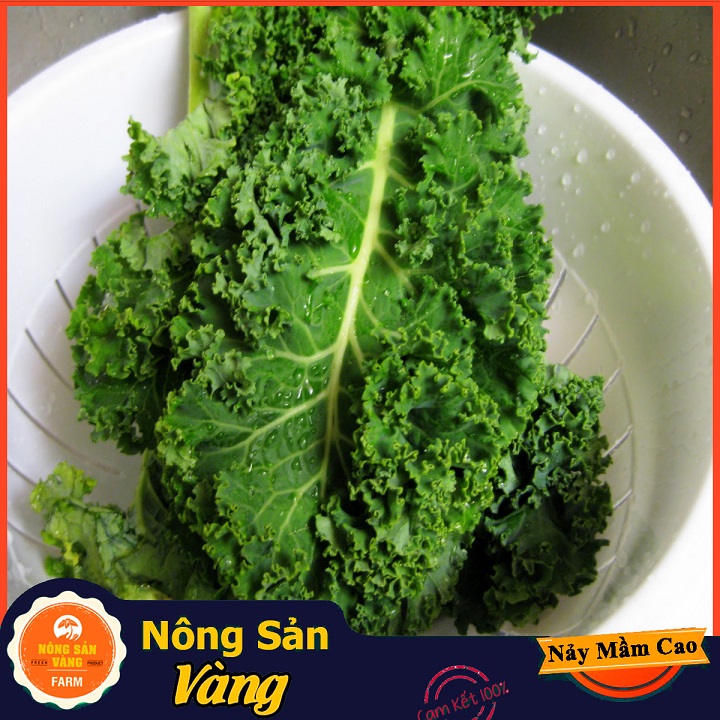 Hạt giống Cải Xoăn Kale ( Gói 5 Gram ) - Nông Sản Vàng