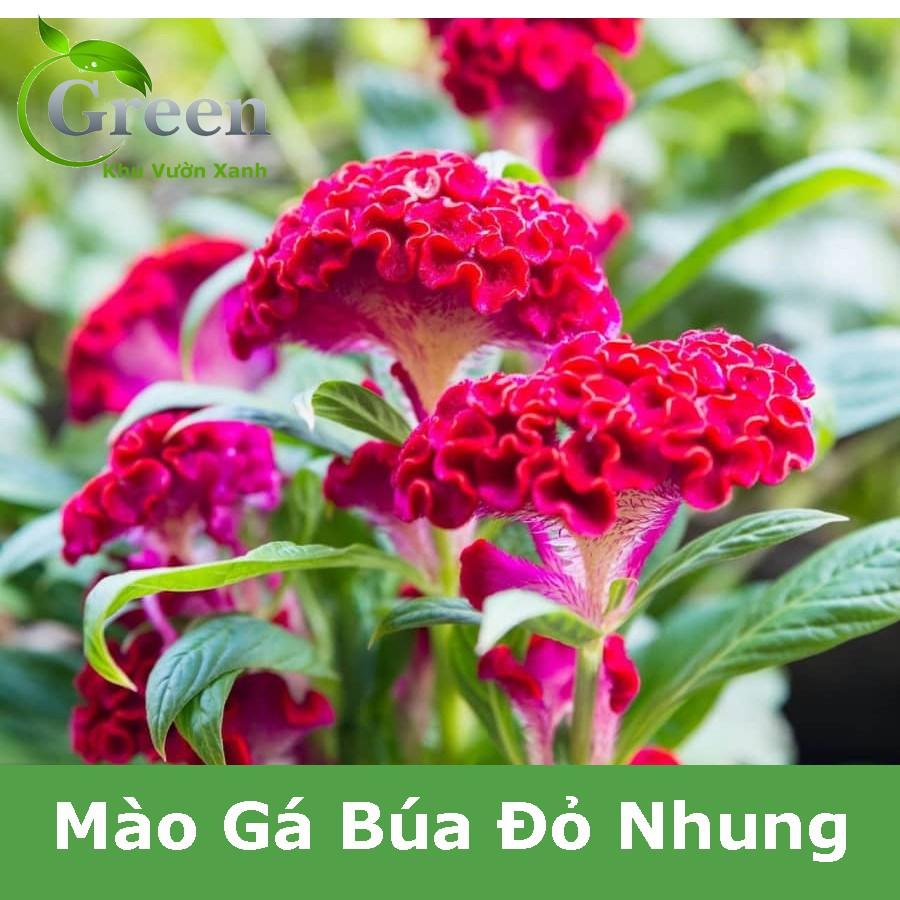 Hạt Giống Hoa Mào Gà Búa Đỏ Nhung