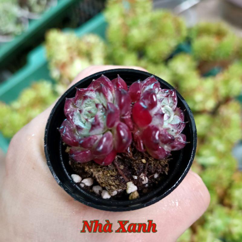 Sale 50%- Sen Đá  Hồng Nhung mini cute rất đẹp. - Cây 3,4 đầu