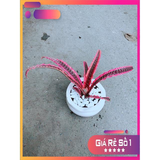 Chậu Cây Dứa Nữ Hoàng