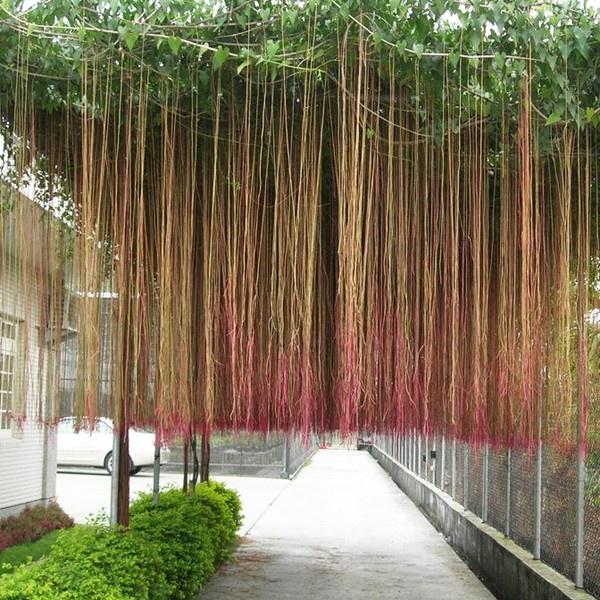 Cây giống dây tơ hồng leo thái