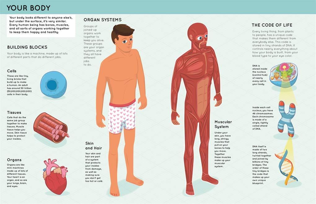 Lift The Flaps: Human Body (Discovery Lift The Flaps)