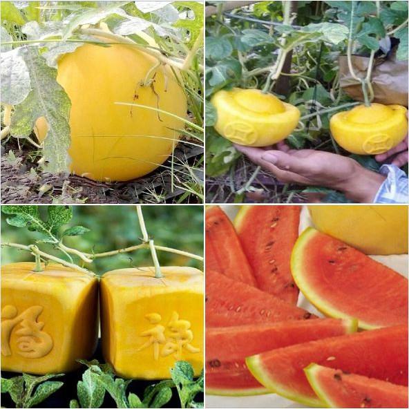 Hạt giống dưa hấu vỏ vàng ruột đỏ  tặng 3 viên nén ươm hạt